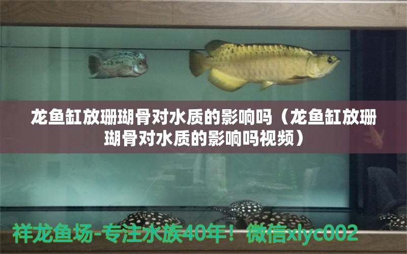 龍魚缸放珊瑚骨對水質(zhì)的影響嗎（龍魚缸放珊瑚骨對水質(zhì)的影響嗎視頻）