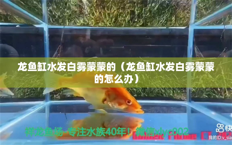 龍魚缸水發(fā)白霧蒙蒙的（龍魚缸水發(fā)白霧蒙蒙的怎么辦）