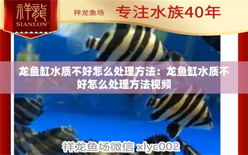 龍魚缸水質(zhì)不好怎么處理方法：龍魚缸水質(zhì)不好怎么處理方法視頻 廣州水族批發(fā)市場