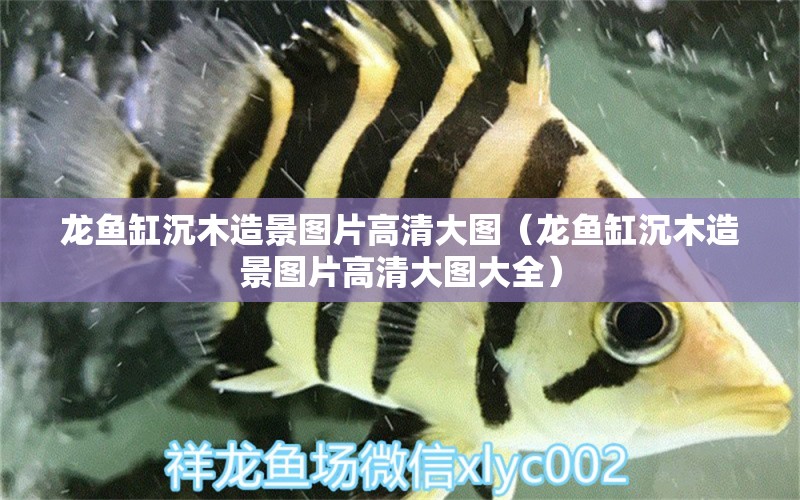 龍魚缸沉木造景圖片高清大圖（龍魚缸沉木造景圖片高清大圖大全）