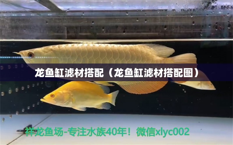 龍魚缸濾材搭配（龍魚缸濾材搭配圖）