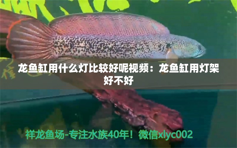 龍魚缸用什么燈比較好呢視頻：龍魚缸用燈架好不好 養(yǎng)魚知識 第1張