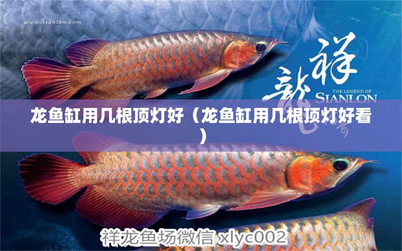 龍魚缸用幾根頂燈好（龍魚缸用幾根頂燈好看）