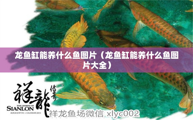 龍魚缸能養(yǎng)什么魚圖片（龍魚缸能養(yǎng)什么魚圖片大全）