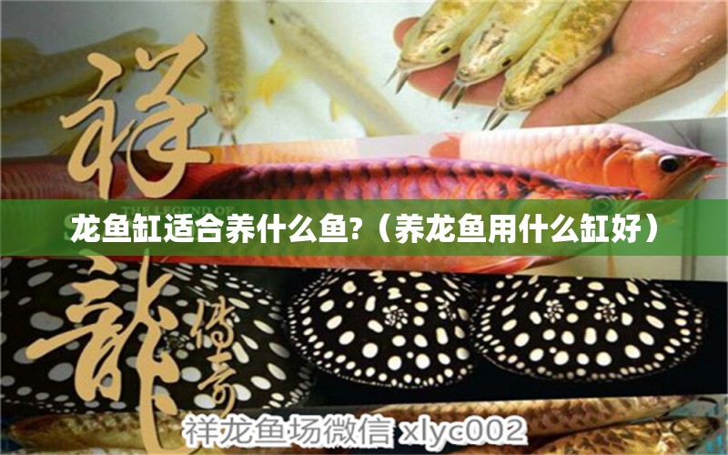 龍魚缸適合養(yǎng)什么魚?（養(yǎng)龍魚用什么缸好）