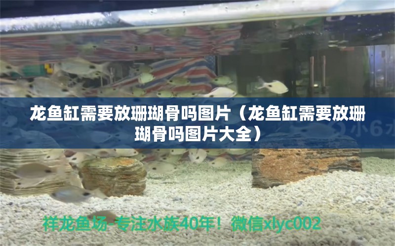 龍魚缸需要放珊瑚骨嗎圖片（龍魚缸需要放珊瑚骨嗎圖片大全）