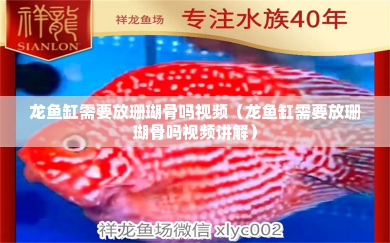 龍魚缸需要放珊瑚骨嗎視頻（龍魚缸需要放珊瑚骨嗎視頻講解）