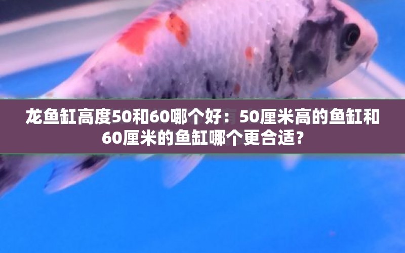 龍魚缸高度50和60哪個好：50厘米高的魚缸和60厘米的魚缸哪個更合適？ 水族問答 第2張