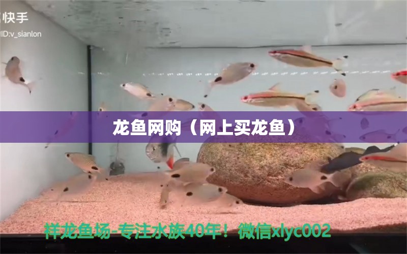 龍魚(yú)網(wǎng)購(gòu)（網(wǎng)上買(mǎi)龍魚(yú)）