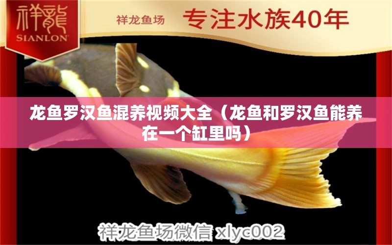 龍魚羅漢魚混養(yǎng)視頻大全（龍魚和羅漢魚能養(yǎng)在一個缸里嗎）