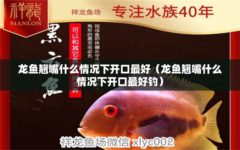 龍魚翹嘴什么情況下開口最好（龍魚翹嘴什么情況下開口最好釣）