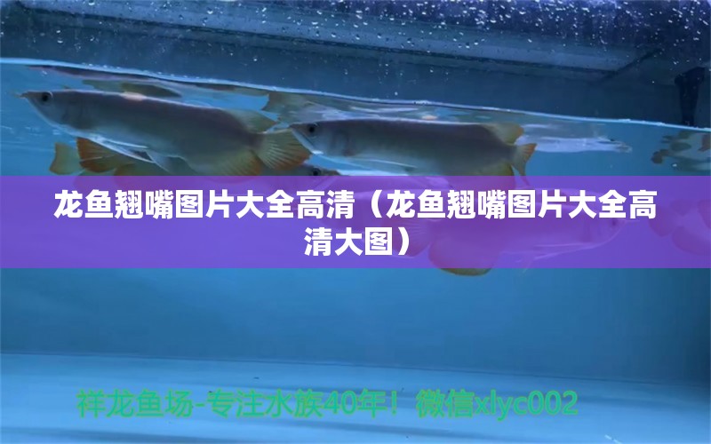 龍魚翹嘴圖片大全高清（龍魚翹嘴圖片大全高清大圖） 觀賞魚