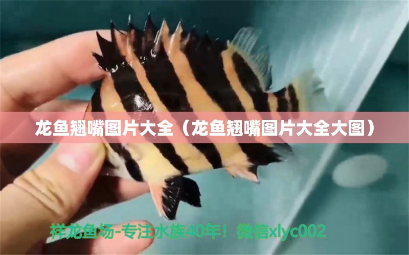 龍魚翹嘴圖片大全（龍魚翹嘴圖片大全大圖）