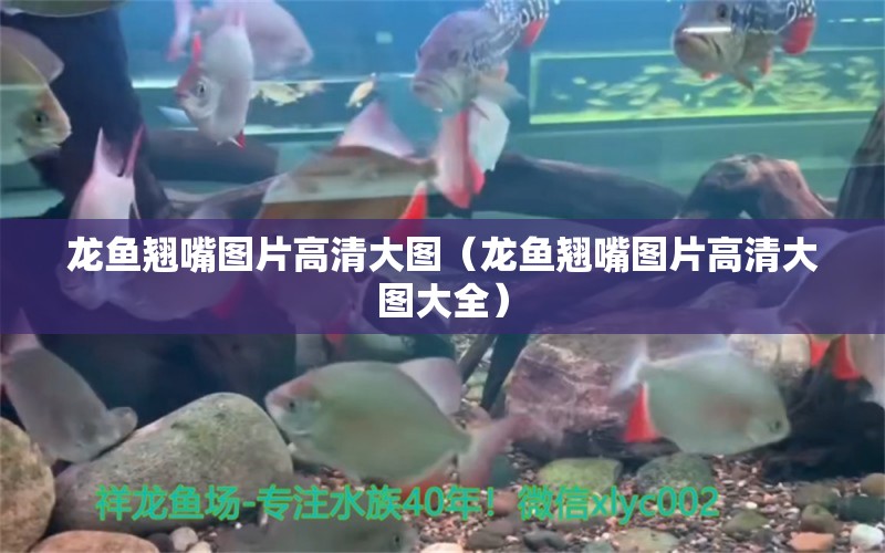 龍魚翹嘴圖片高清大圖（龍魚翹嘴圖片高清大圖大全）