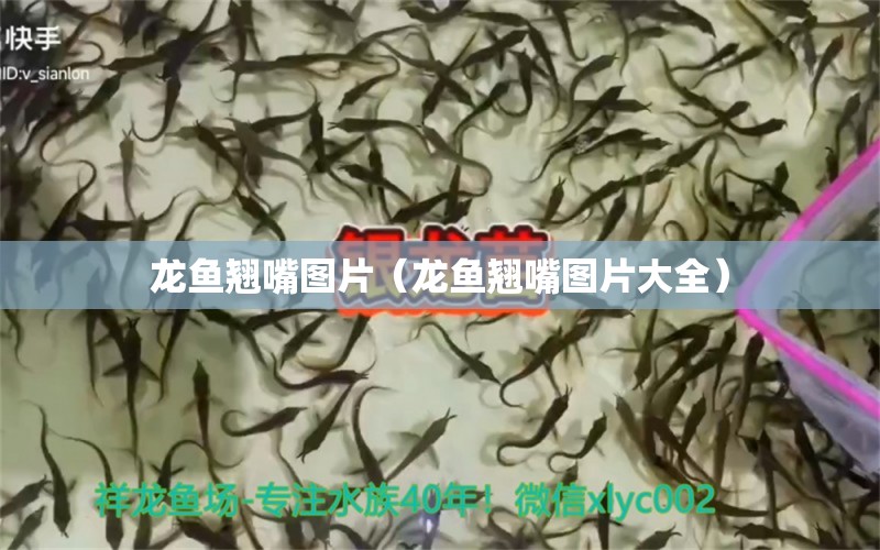 龍魚翹嘴圖片（龍魚翹嘴圖片大全）