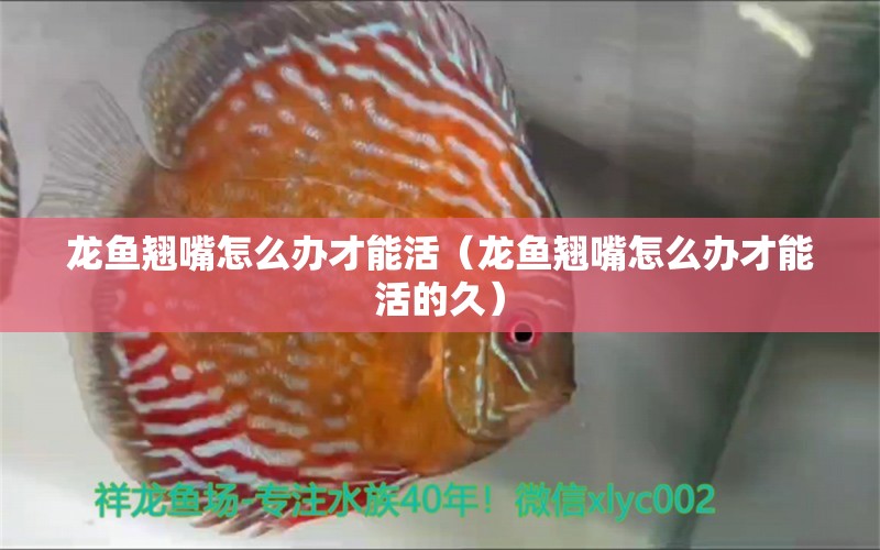 龍魚翹嘴怎么辦才能活（龍魚翹嘴怎么辦才能活的久）