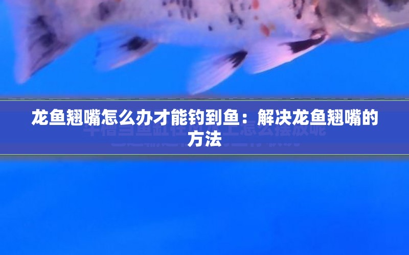 龍魚翹嘴怎么辦才能釣到魚：解決龍魚翹嘴的方法