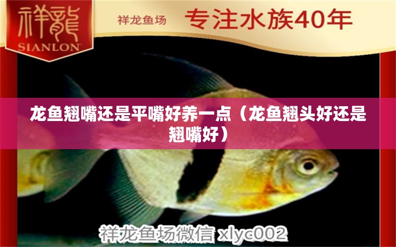 龍魚翹嘴還是平嘴好養(yǎng)一點(diǎn)（龍魚翹頭好還是翹嘴好） 觀賞魚