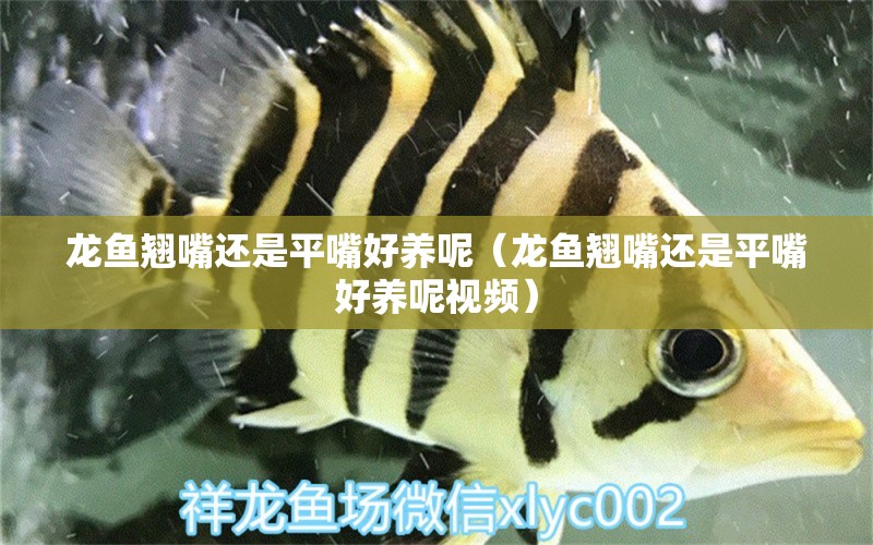 龍魚翹嘴還是平嘴好養(yǎng)呢（龍魚翹嘴還是平嘴好養(yǎng)呢視頻） 廣州龍魚批發(fā)市場(chǎng)