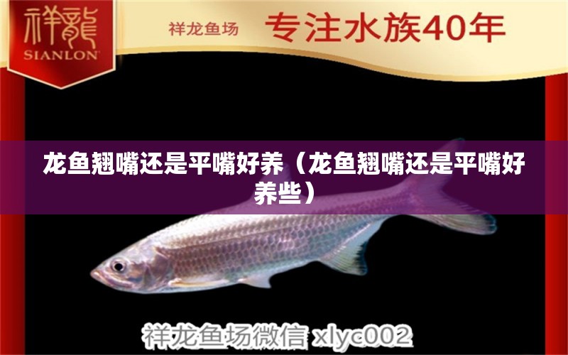 龍魚翹嘴還是平嘴好養(yǎng)（龍魚翹嘴還是平嘴好養(yǎng)些）