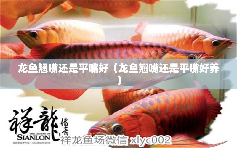 龍魚翹嘴還是平嘴好（龍魚翹嘴還是平嘴好養(yǎng)）