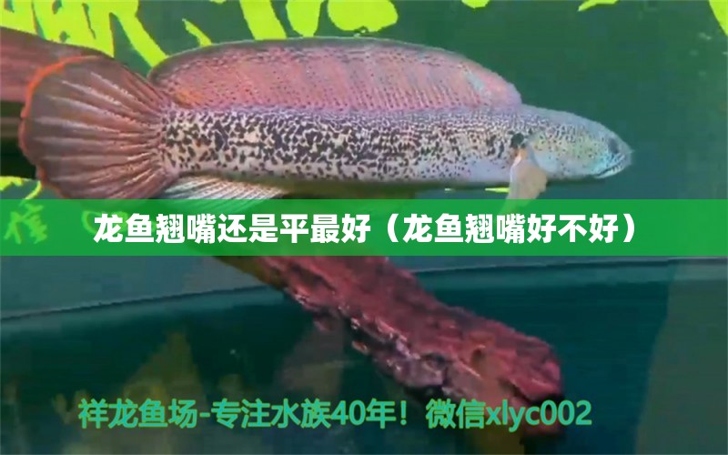 龍魚翹嘴還是平最好（龍魚翹嘴好不好）