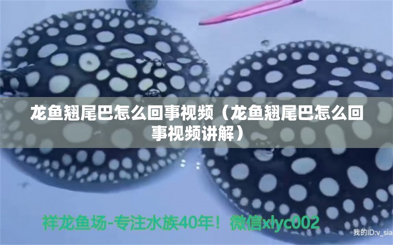 龍魚(yú)翹尾巴怎么回事視頻（龍魚(yú)翹尾巴怎么回事視頻講解） 廣州龍魚(yú)批發(fā)市場(chǎng)