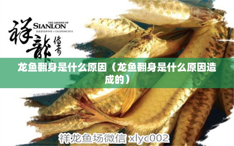 龍魚(yú)翻身是什么原因（龍魚(yú)翻身是什么原因造成的）