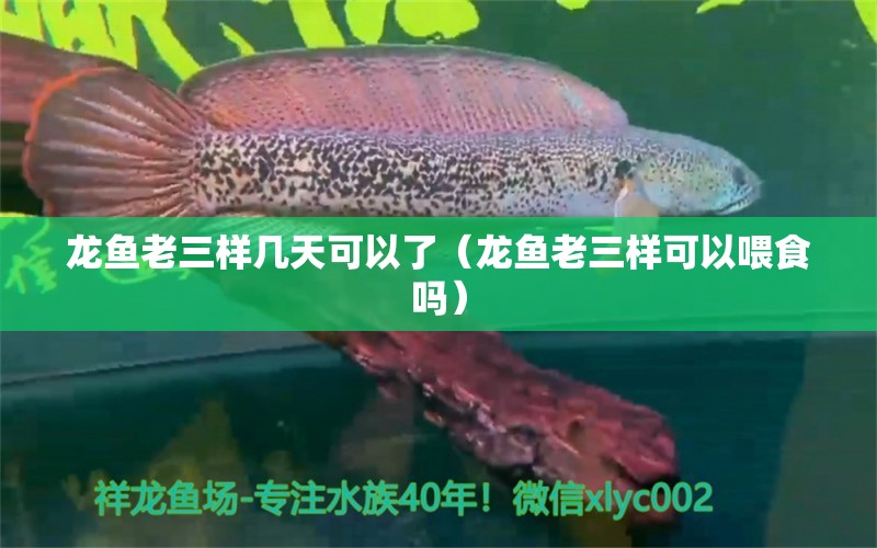 龍魚(yú)老三樣幾天可以了（龍魚(yú)老三樣可以喂食嗎） 龍魚(yú)疾病與治療