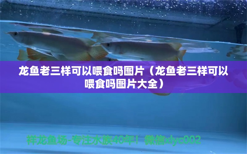 龍魚老三樣可以喂食嗎圖片（龍魚老三樣可以喂食嗎圖片大全） 龍魚疾病與治療