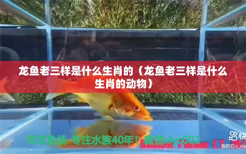 龍魚老三樣是什么生肖的（龍魚老三樣是什么生肖的動物） 龍魚疾病與治療