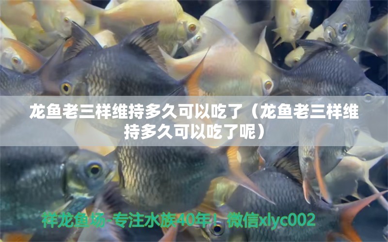 龍魚老三樣維持多久可以吃了（龍魚老三樣維持多久可以吃了呢） 龍魚疾病與治療