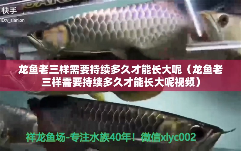 龍魚老三樣需要持續(xù)多久才能長大呢（龍魚老三樣需要持續(xù)多久才能長大呢視頻） 龍魚疾病與治療