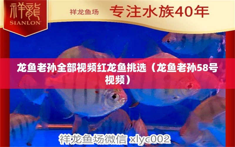 龍魚老孫全部視頻紅龍魚挑選（龍魚老孫58號視頻）