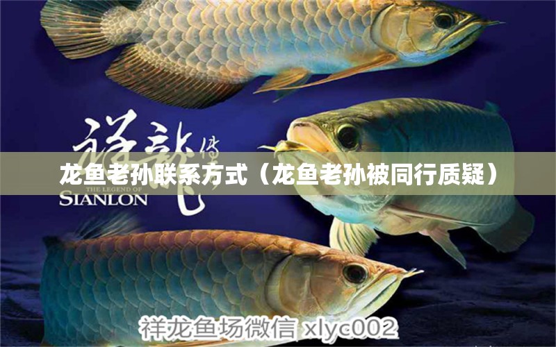 龍魚老孫聯(lián)系方式（龍魚老孫被同行質(zhì)疑） 龍魚疾病與治療