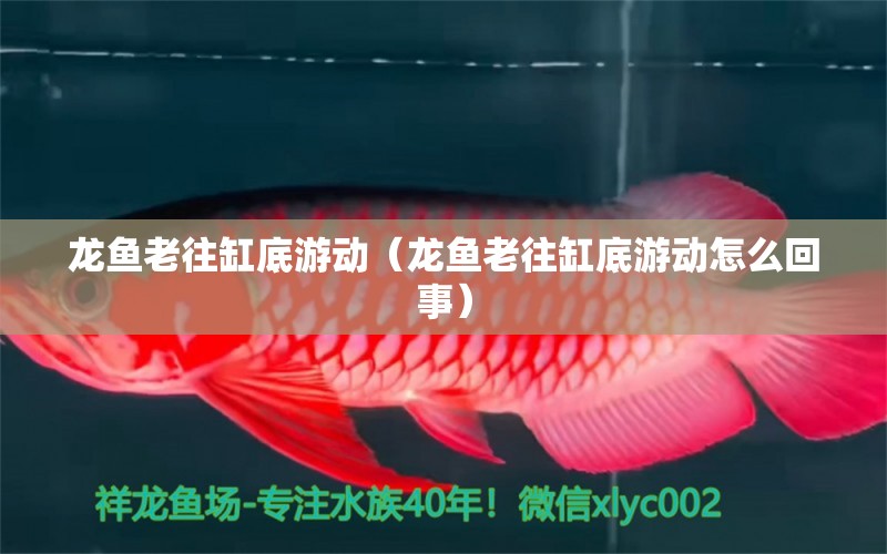 龍魚老往缸底游動（龍魚老往缸底游動怎么回事）