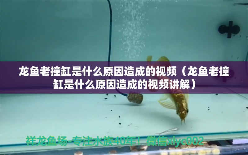 龍魚老撞缸是什么原因造成的視頻（龍魚老撞缸是什么原因造成的視頻講解）