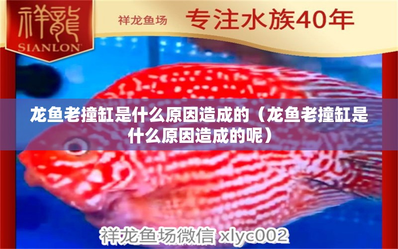 龍魚(yú)老撞缸是什么原因造成的（龍魚(yú)老撞缸是什么原因造成的呢）