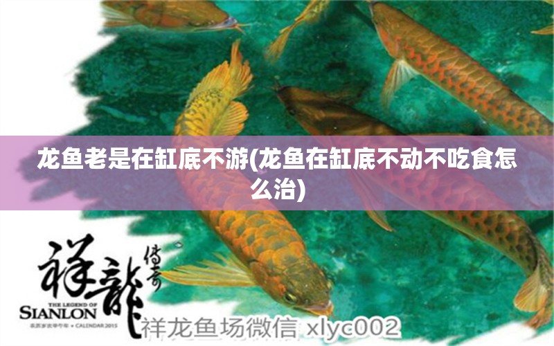 龍魚老是在缸底不游(龍魚在缸底不動不吃食怎么治) 印尼四紋虎