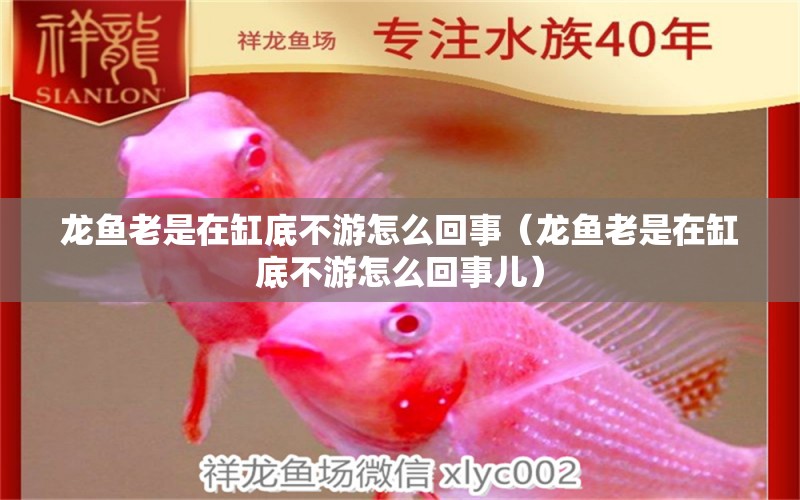 龍魚老是在缸底不游怎么回事（龍魚老是在缸底不游怎么回事兒） 廣州龍魚批發(fā)市場