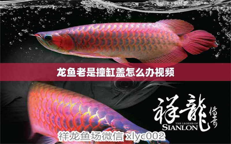 龍魚(yú)老是撞缸蓋怎么辦視頻