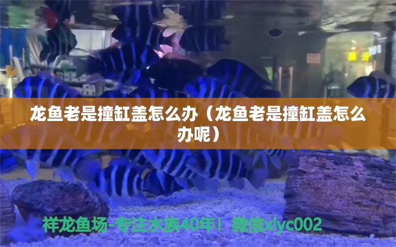 龍魚老是撞缸蓋怎么辦（龍魚老是撞缸蓋怎么辦呢）