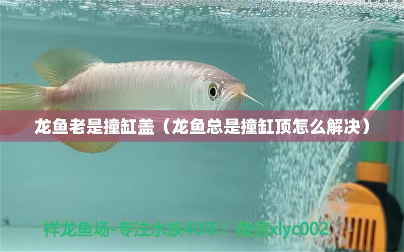 龍魚老是撞缸蓋（龍魚總是撞缸頂怎么解決）