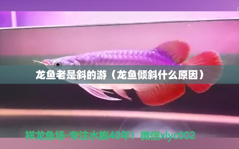 龍魚老是斜的游（龍魚傾斜什么原因）