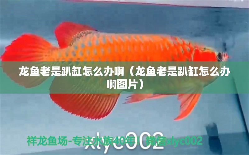 龍魚老是趴缸怎么辦啊（龍魚老是趴缸怎么辦啊圖片）