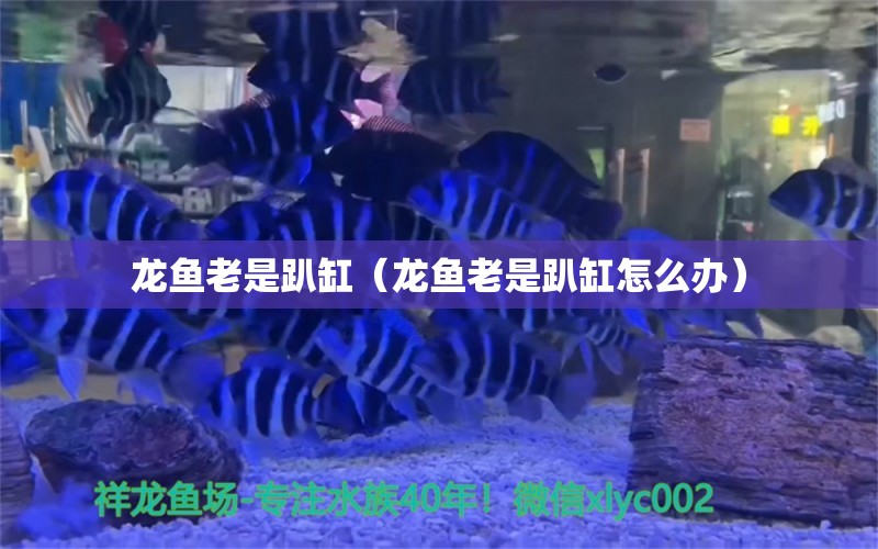 龍魚老是趴缸（龍魚老是趴缸怎么辦）