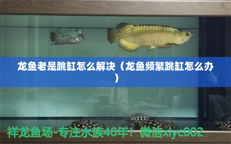 龍魚老是跳缸怎么解決（龍魚頻繁跳缸怎么辦）