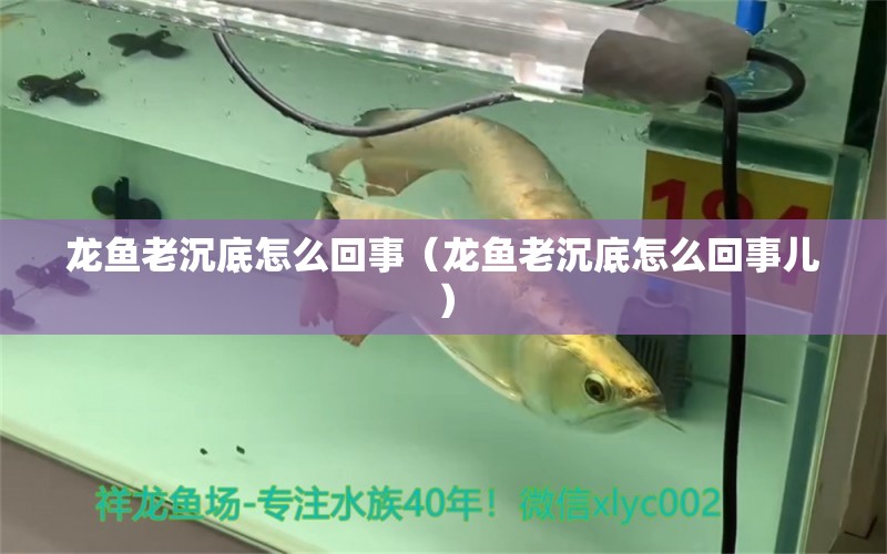 龍魚老沉底怎么回事（龍魚老沉底怎么回事兒） 觀賞魚