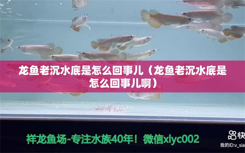 龍魚老沉水底是怎么回事兒（龍魚老沉水底是怎么回事兒?。? title=