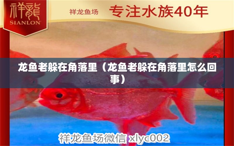 龍魚老躲在角落里（龍魚老躲在角落里怎么回事） 觀賞魚